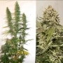 Cannabis seeds Desfrán® from Dutch Passion